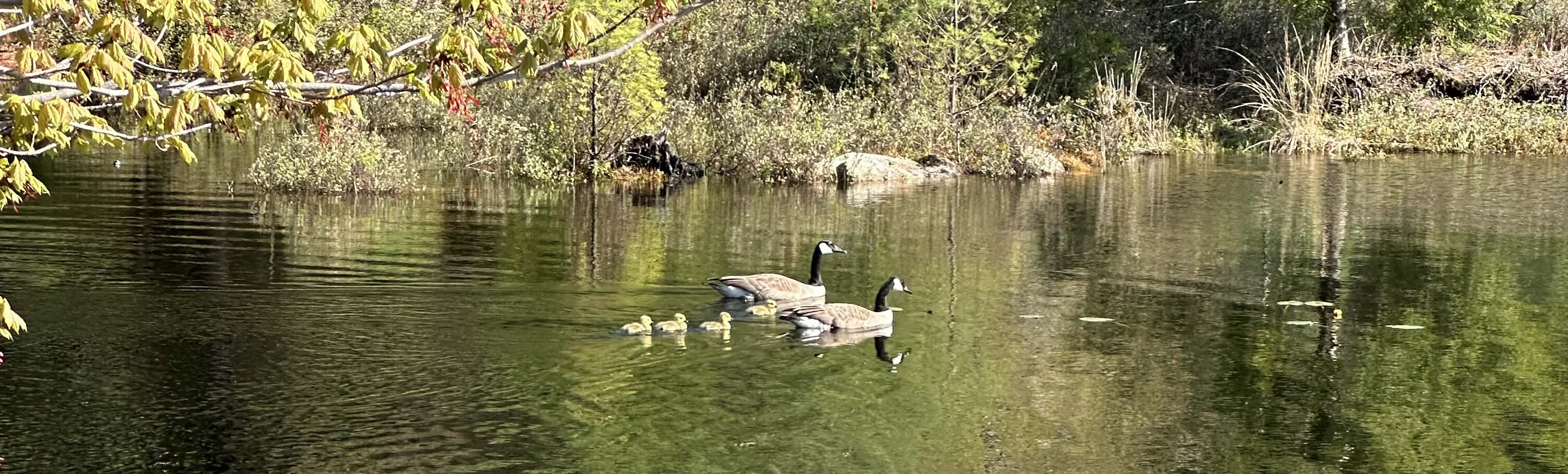 Geese and their goslings at Knights Pond, near North Yarmouth, Maine